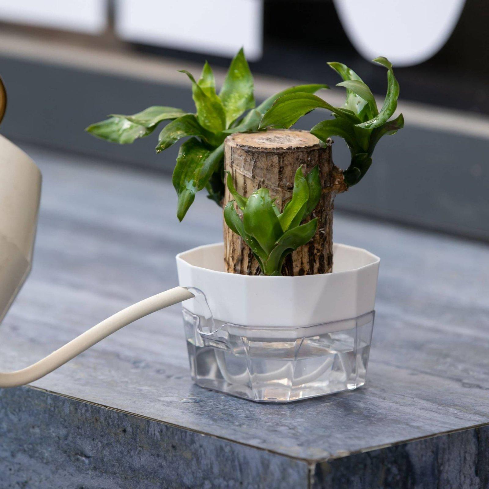 Гидропонная ваза с двумя слоям – обзор и цена Self-Watering Planter