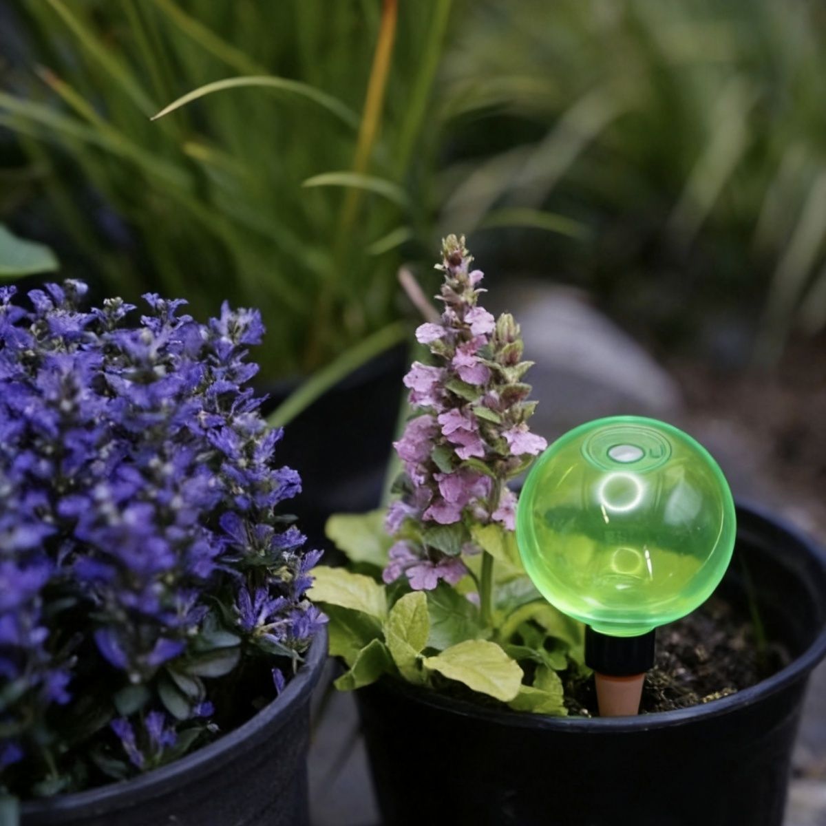 Набор из 3 больших пластиковых – обзор и цена Self-Watering Planter
